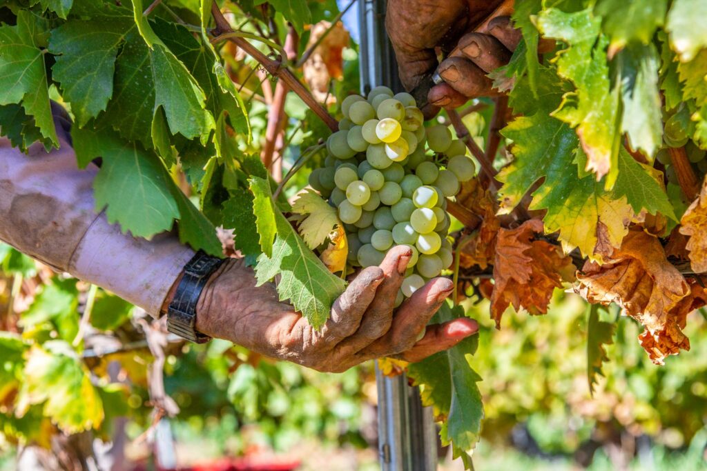 Fotografía gastronómica y estilismo culinario