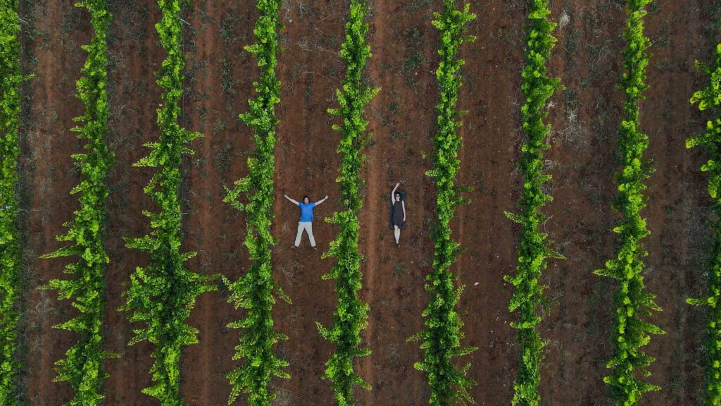 Vista aérea viñedos